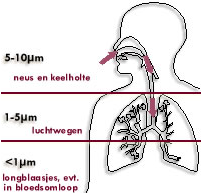 De mate waarin fijnstof binnendringt in het lichaam, is afhankelijk van de grootte van de stofdeeltjes
